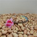 Natural broad bean/beans(New Crop 2013)